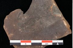 Foto (Detailsansicht) von Quercus palaeoilex Ettingshausen (NHMW-GEO-2024-0188-0797)